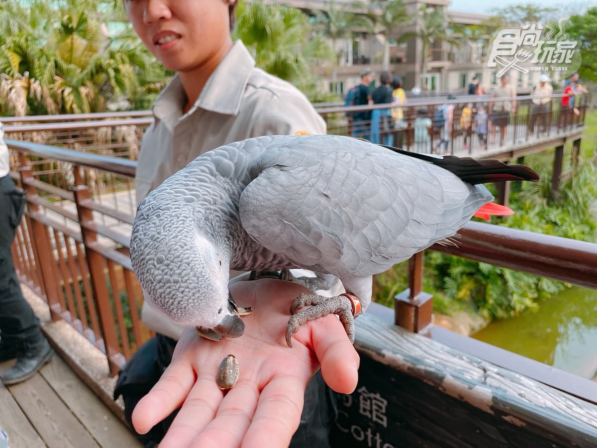 全台唯一「動物園飯店」!長頸鹿、羊駝來敲窗,還有「丁滿」陪吃飯 全台唯一「動物園飯店」!長頸鹿、羊駝來敲窗,還有「丁滿」陪吃飯