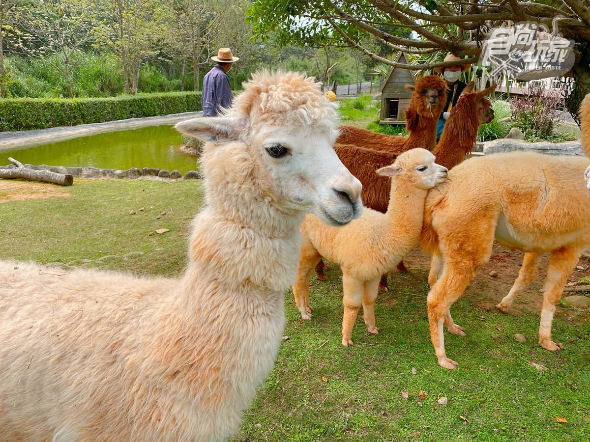 全台唯一「動物園飯店」!長頸鹿、羊駝來敲窗,還有「丁滿」陪吃飯 全台唯一「動物園飯店」!長頸鹿、羊駝來敲窗,還有「丁滿」陪吃飯