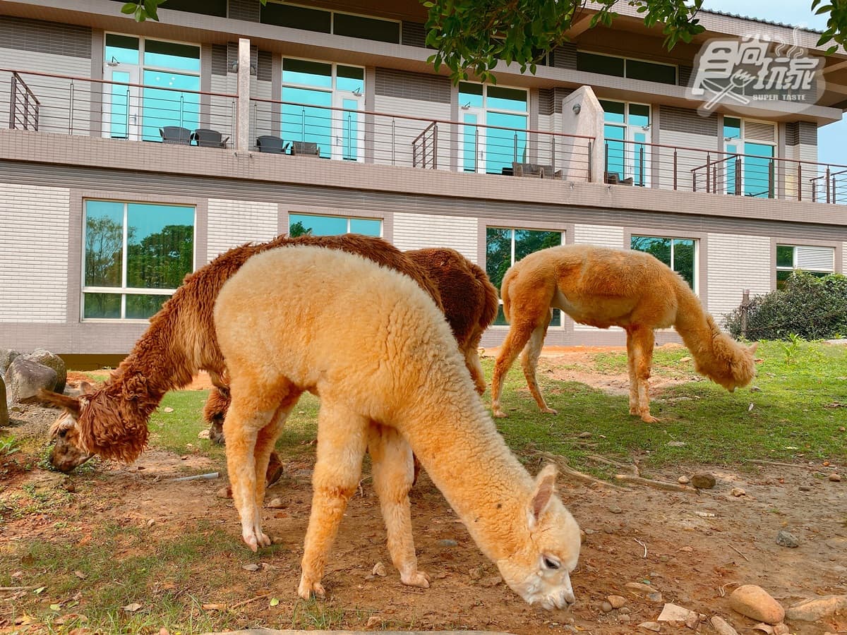 全台唯一「動物園飯店」!長頸鹿、羊駝來敲窗,還有「丁滿」陪吃飯 全台唯一「動物園飯店」!長頸鹿、羊駝來敲窗,還有「丁滿」陪吃飯