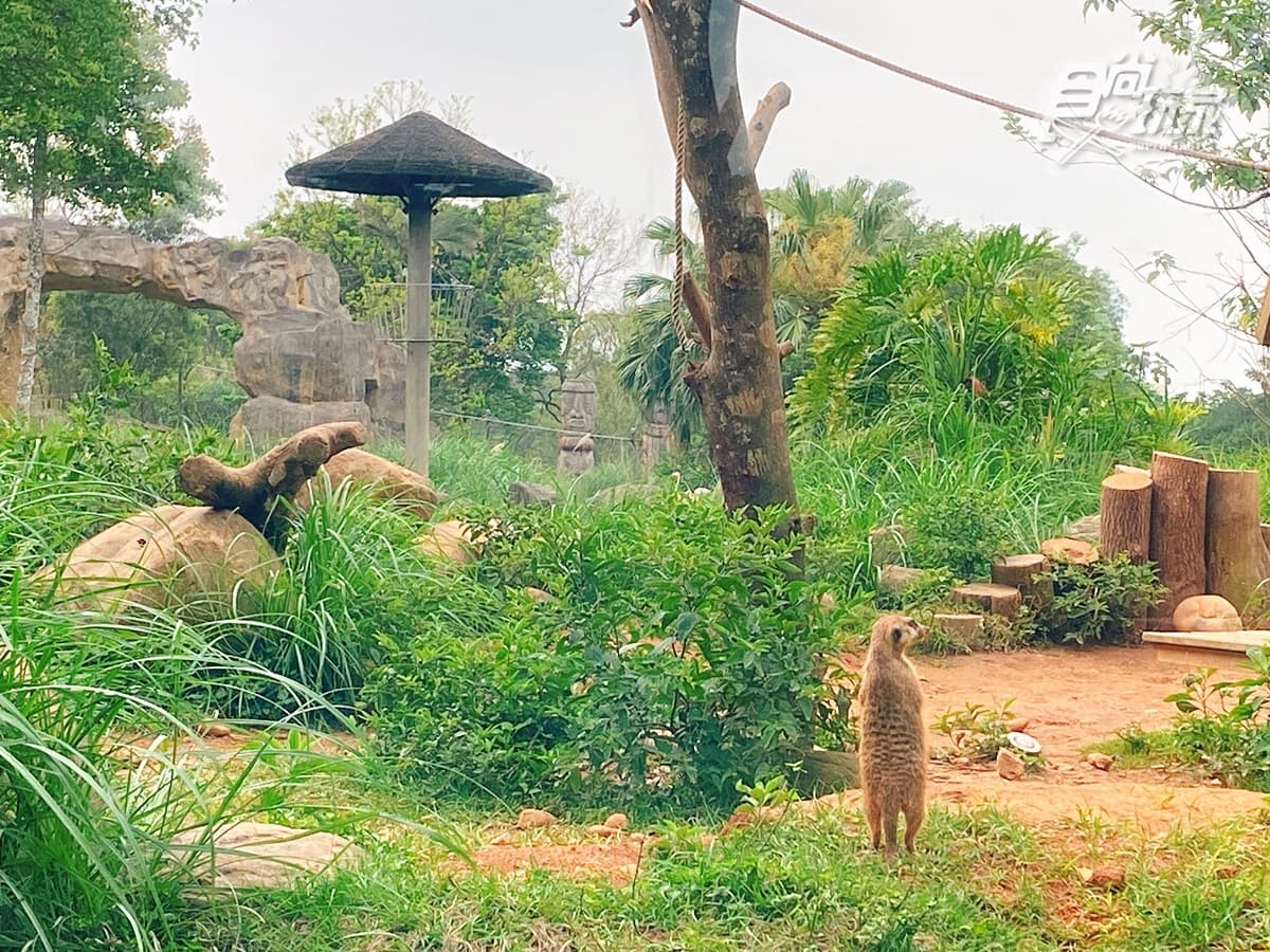 全台唯一「動物園飯店」!長頸鹿、羊駝來敲窗,還有「丁滿」陪吃飯 全台唯一「動物園飯店」!長頸鹿、羊駝來敲窗,還有「丁滿」陪吃飯