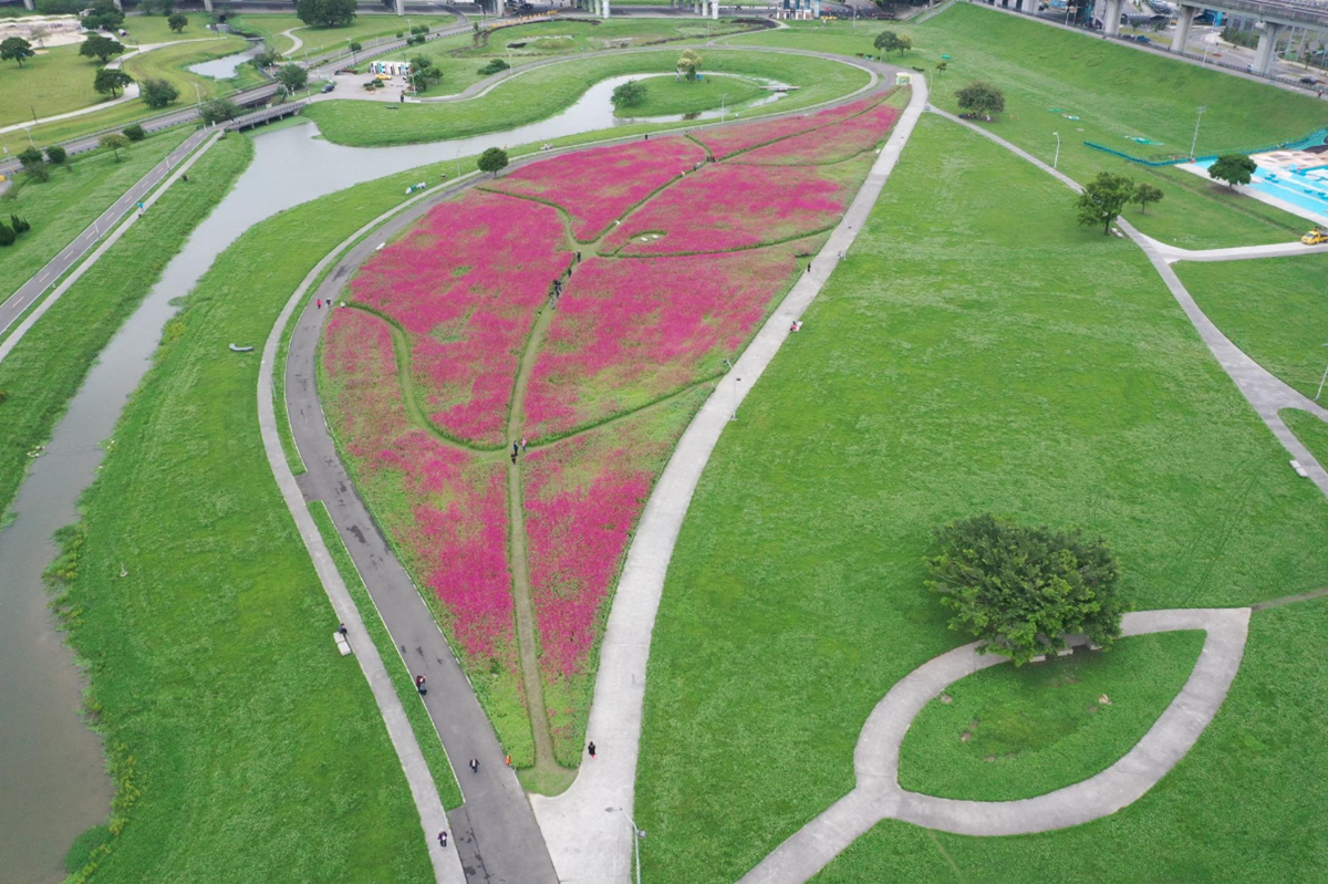 新北「桃紅色花海」超大一片!大都會公園「百日草」可愛盛開,一朵開得比一朵高 新北「桃紅色花海」超大一片!大都會公園「百日草」可愛盛開,一朵開得比一朵高