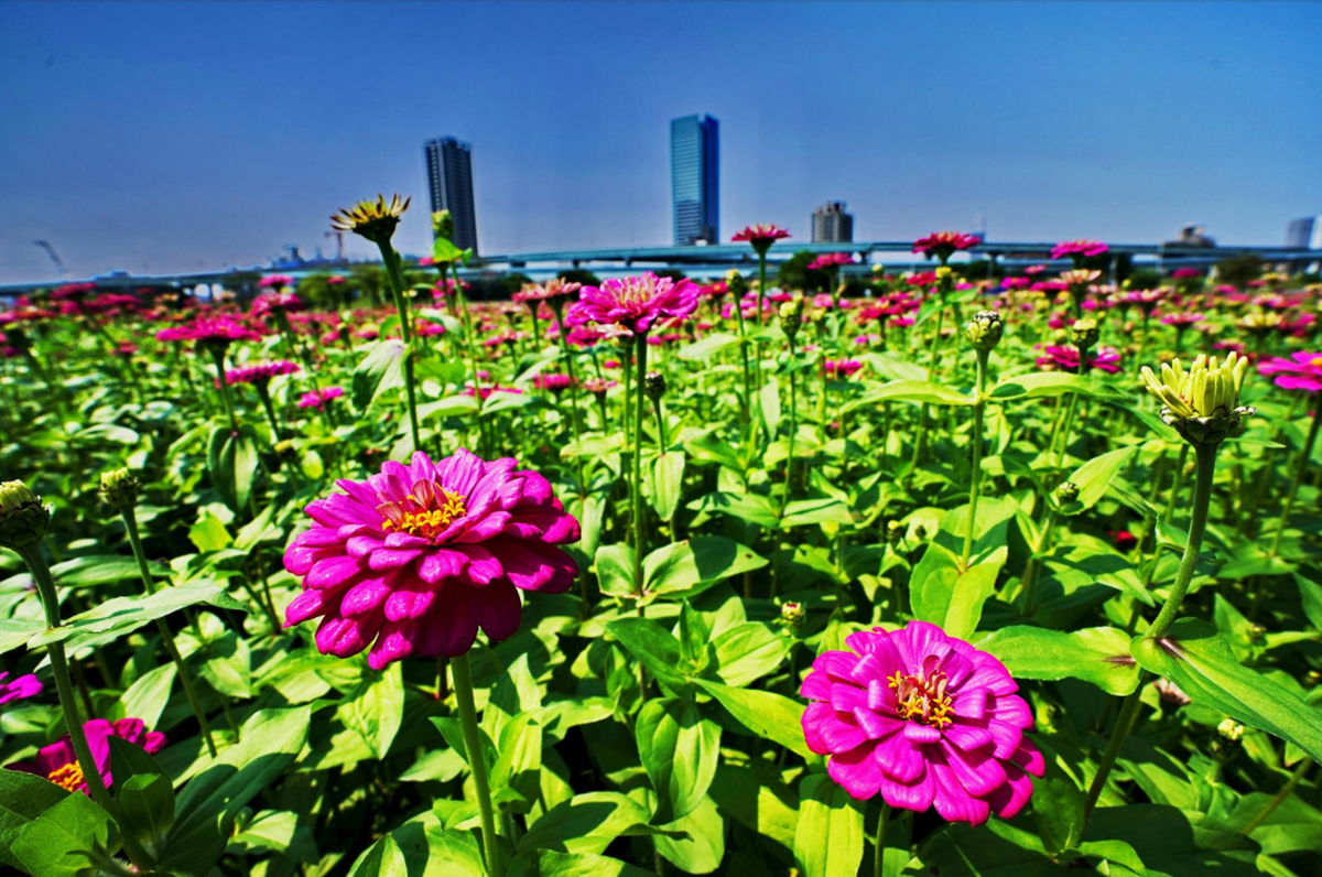 新北「桃紅色花海」超大一片!大都會公園「百日草」可愛盛開,一朵開得比一朵高 新北「桃紅色花海」超大一片!大都會公園「百日草」可愛盛開,一朵開得比一朵高