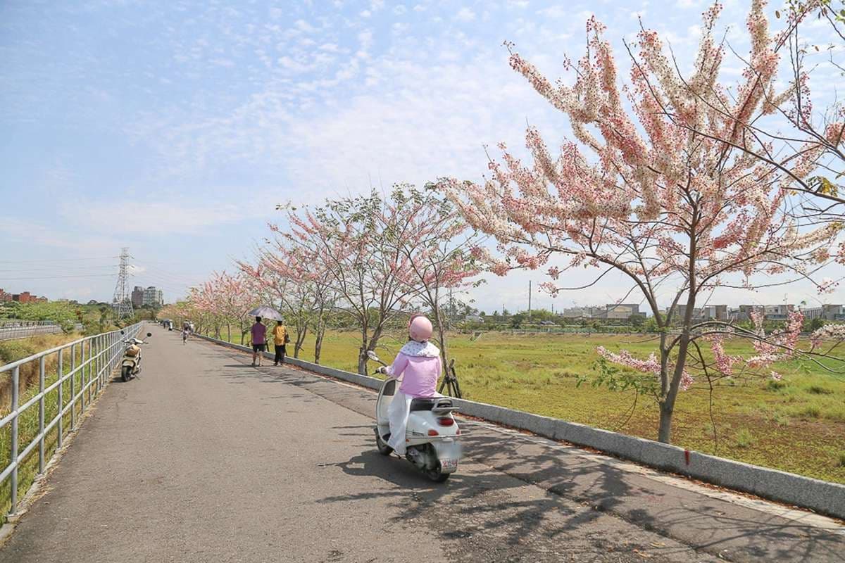 追一波台南夢幻粉紅雨,平地櫻花「花旗木」盛開3景點,IG美照GET 追一波台南夢幻粉紅雨,平地櫻花「花旗木」盛開3景點,IG美照GET