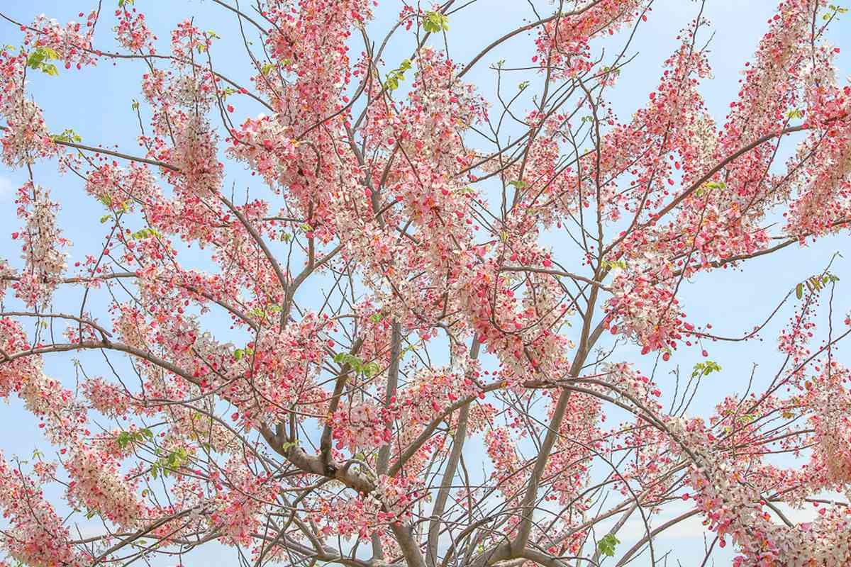 追一波台南夢幻粉紅雨,平地櫻花「花旗木」盛開3景點,IG美照GET 追一波台南夢幻粉紅雨,平地櫻花「花旗木」盛開3景點,IG美照GET