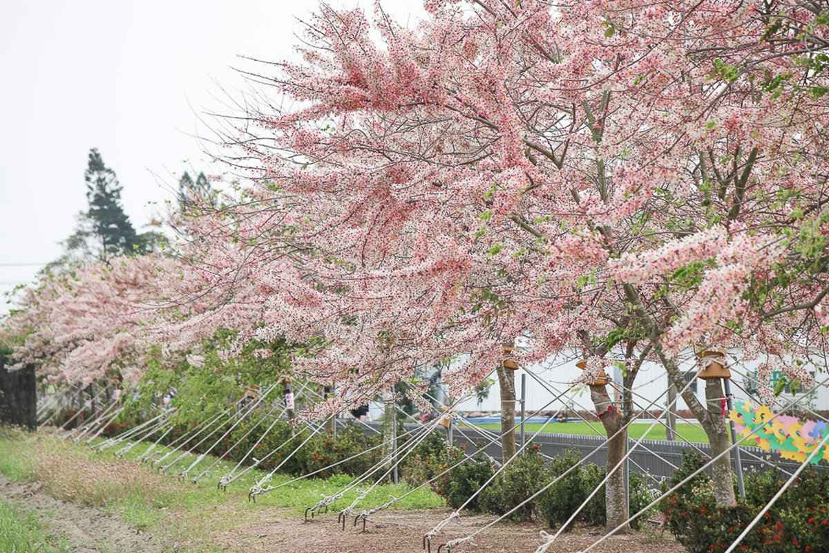追一波台南夢幻粉紅雨,平地櫻花「花旗木」盛開3景點,IG美照GET 追一波台南夢幻粉紅雨,平地櫻花「花旗木」盛開3景點,IG美照GET