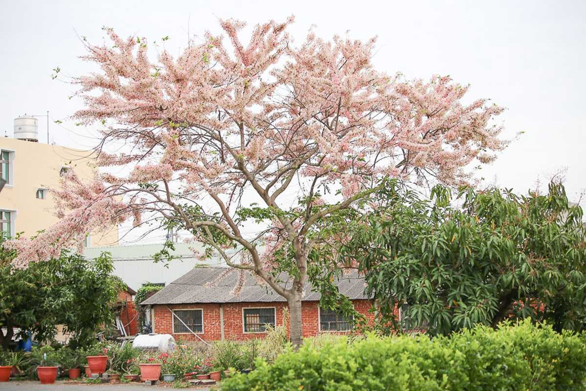 追一波台南夢幻粉紅雨,平地櫻花「花旗木」盛開3景點,IG美照GET 追一波台南夢幻粉紅雨,平地櫻花「花旗木」盛開3景點,IG美照GET