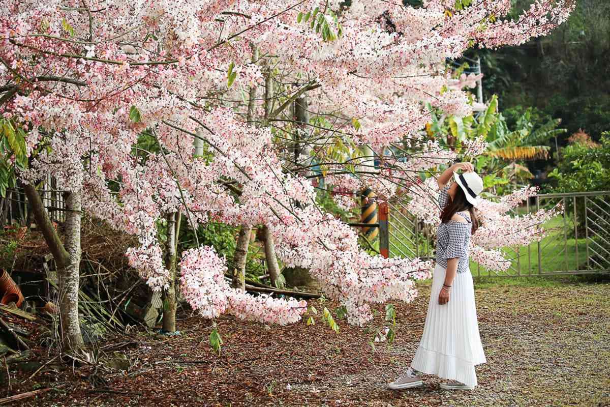 追一波台南夢幻粉紅雨,平地櫻花「花旗木」盛開3景點,IG美照GET 追一波台南夢幻粉紅雨,平地櫻花「花旗木」盛開3景點,IG美照GET