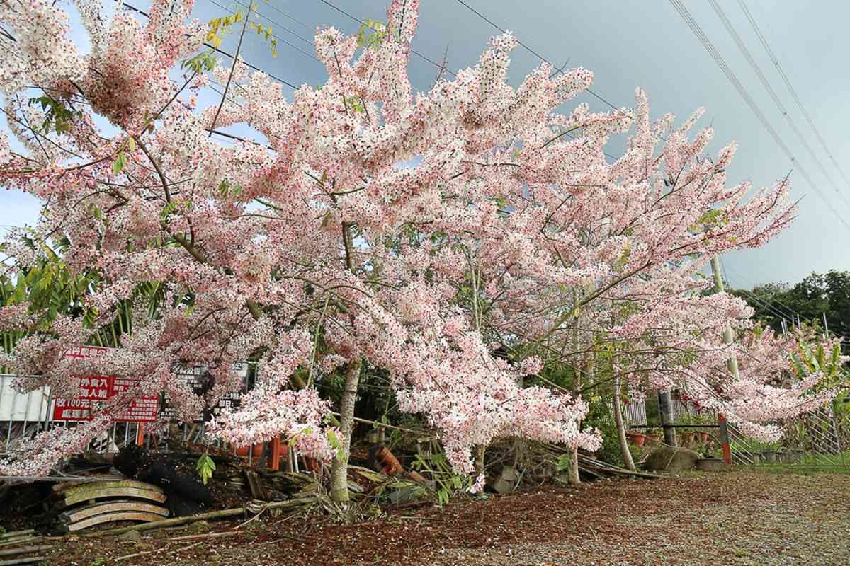 追一波台南夢幻粉紅雨,平地櫻花「花旗木」盛開3景點,IG美照GET 追一波台南夢幻粉紅雨,平地櫻花「花旗木」盛開3景點,IG美照GET
