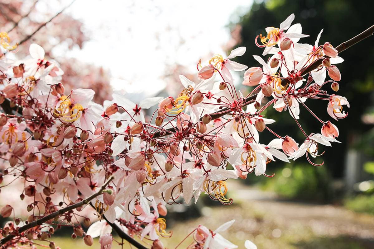 追一波台南夢幻粉紅雨,平地櫻花「花旗木」盛開3景點,IG美照GET 追一波台南夢幻粉紅雨,平地櫻花「花旗木」盛開3景點,IG美照GET