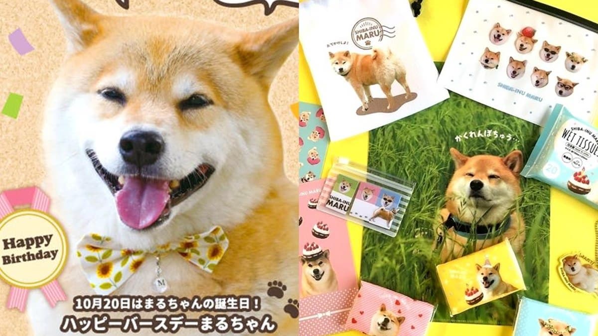 均一價49元!日本最夯百元商店「Can Do」來了,富士山、柴犬等獨家商品搶先看 均一價49元!日本最夯百元商店「Can Do」來了,富士山、柴犬等獨家商品搶先看