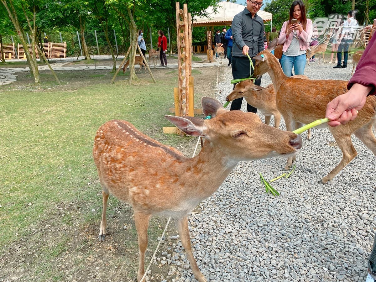 一次玩遍「台版京都、奈良」!全台唯一日式園區飯店,房間能泡湯、被梅花鹿包圍 一次玩遍「台版京都、奈良」!全台唯一日式園區飯店,房間能泡湯、被梅花鹿包圍
