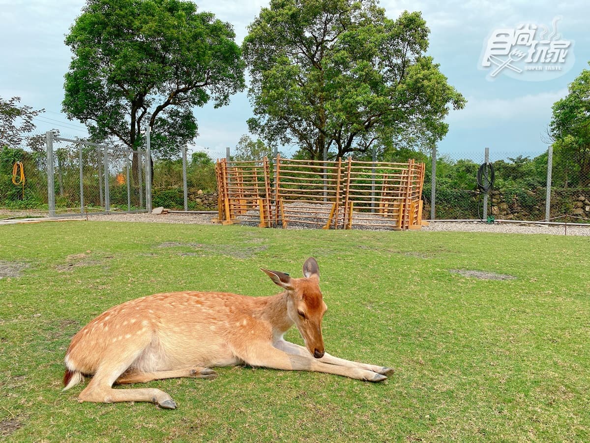 一次玩遍「台版京都、奈良」!全台唯一日式園區飯店,房間能泡湯、被梅花鹿包圍 一次玩遍「台版京都、奈良」!全台唯一日式園區飯店,房間能泡湯、被梅花鹿包圍