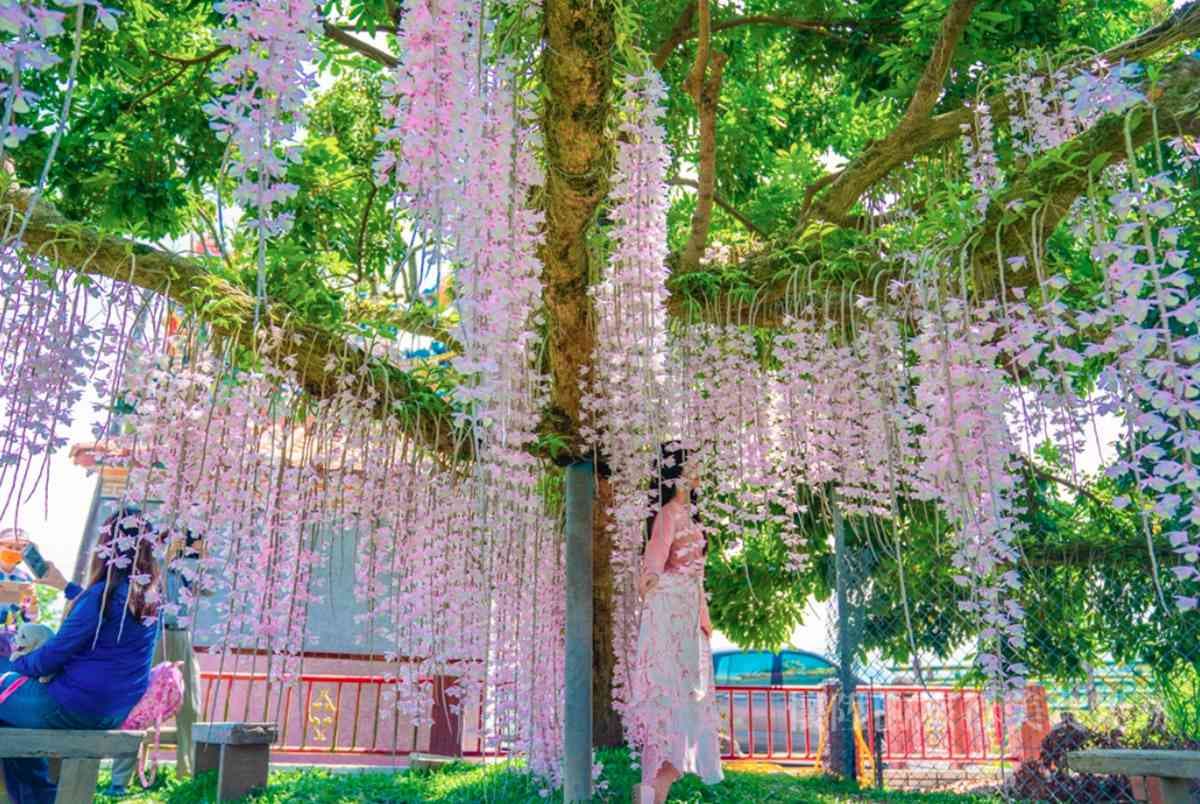粉紫色「花瀑祕境」藏身台南小鎮!石斛蘭從龍眼大樹垂掛而下美翻了 粉紫色「花瀑祕境」藏身台南小鎮!石斛蘭從龍眼大樹垂掛而下美翻了