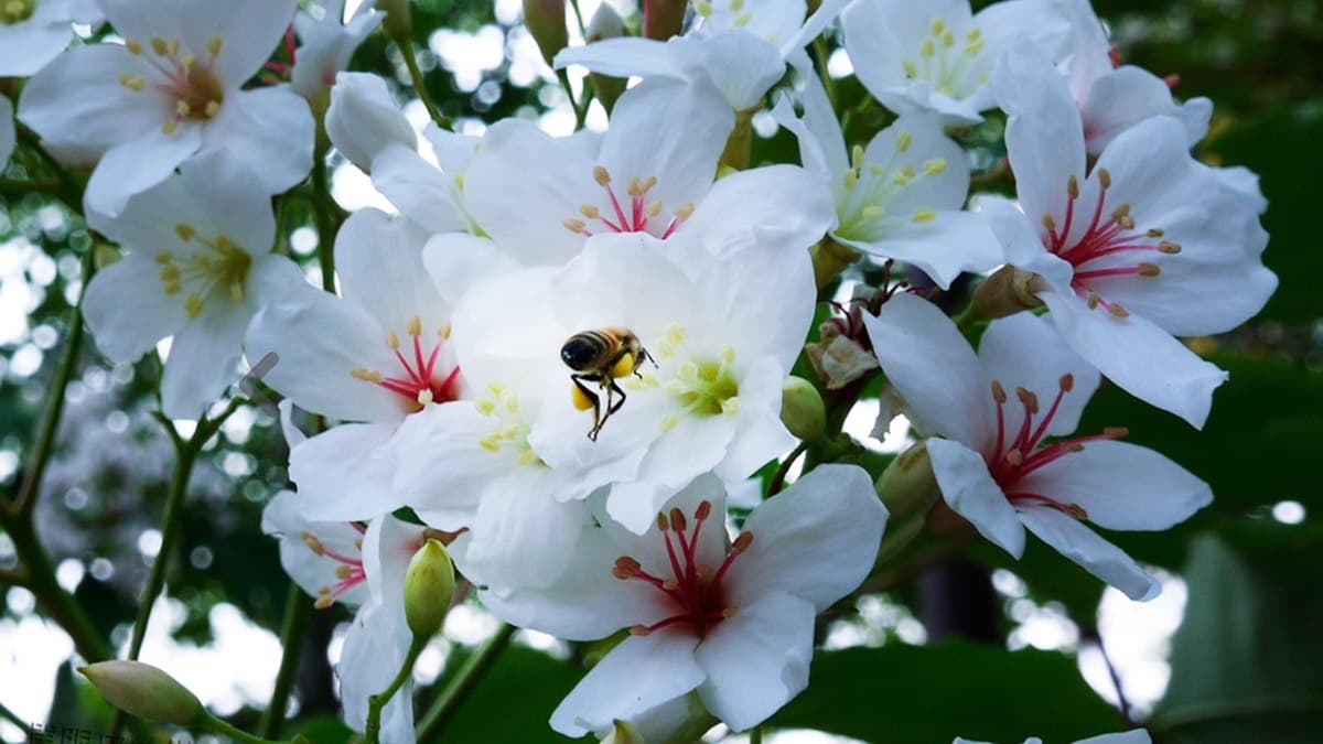 兩天一夜瘋玩!桃、竹、苗5處「賞桐+追螢祕境」,帶著這篇說走就走 兩天一夜瘋玩!桃、竹、苗5處「賞桐+追螢祕境」,帶著這篇說走就走
