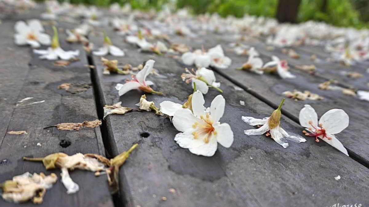 兩天一夜瘋玩!桃、竹、苗5處「賞桐+追螢祕境」,帶著這篇說走就走 兩天一夜瘋玩!桃、竹、苗5處「賞桐+追螢祕境」,帶著這篇說走就走