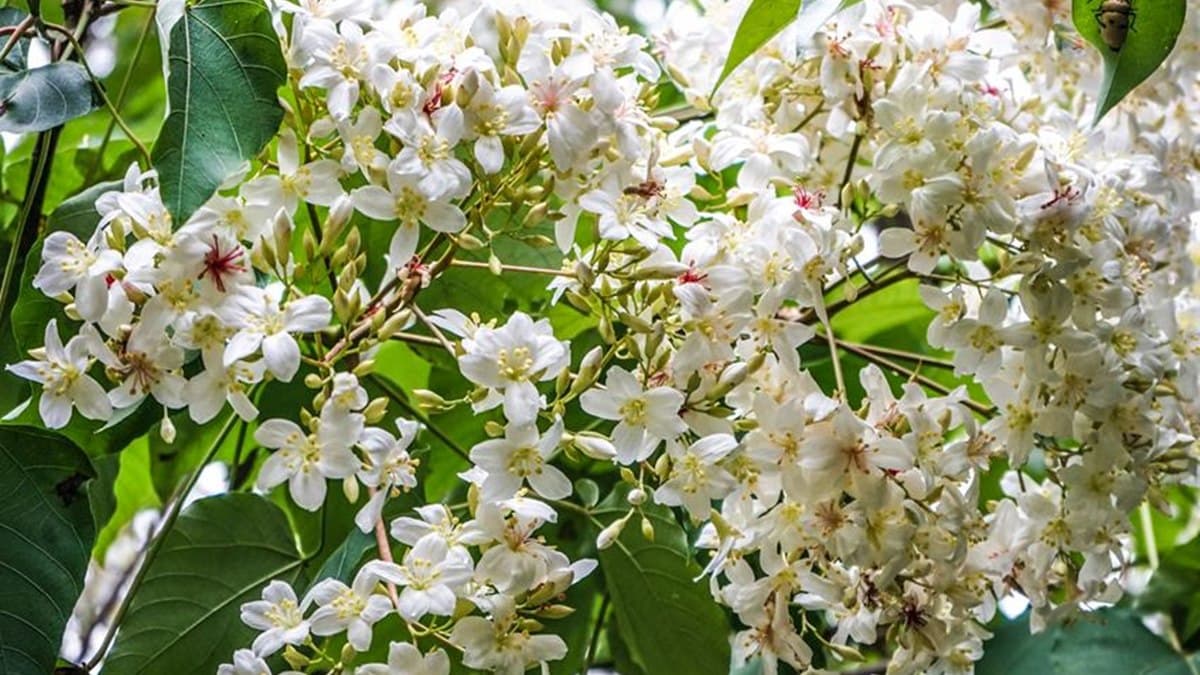 兩天一夜瘋玩!桃、竹、苗5處「賞桐+追螢祕境」,帶著這篇說走就走 兩天一夜瘋玩!桃、竹、苗5處「賞桐+追螢祕境」,帶著這篇說走就走
