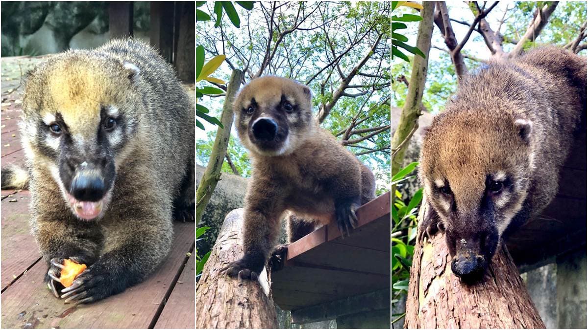 高雄壽山動物園開放露營住一晚,看長鼻子「醜帥」新朋友,獅子、狐獴陪你睡 高雄壽山動物園開放露營住一晚,看長鼻子「醜帥」新朋友,獅子、狐獴陪你睡