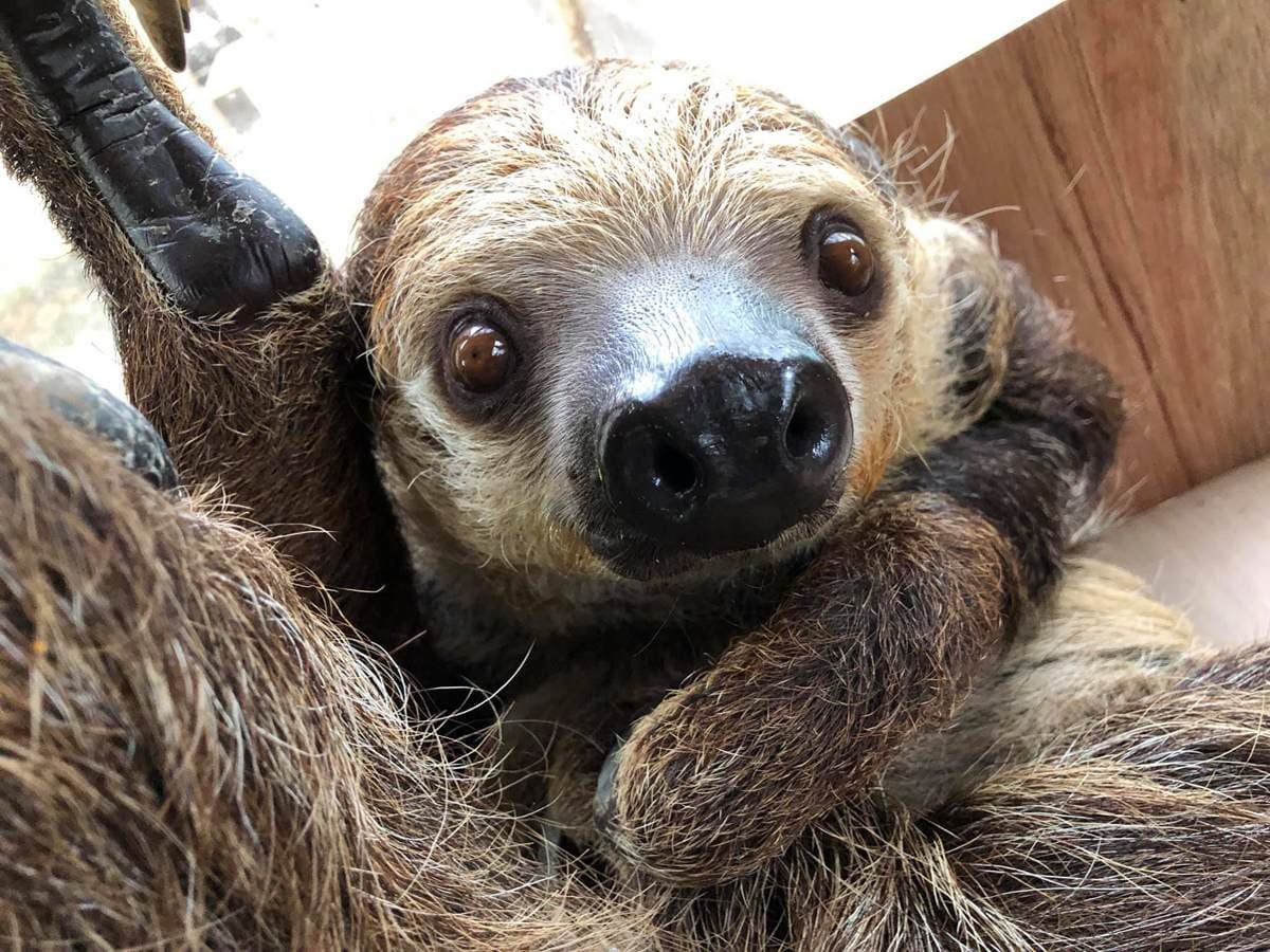 高雄壽山動物園開放露營住一晚,看長鼻子「醜帥」新朋友,獅子、狐獴陪你睡 高雄壽山動物園開放露營住一晚,看長鼻子「醜帥」新朋友,獅子、狐獴陪你睡