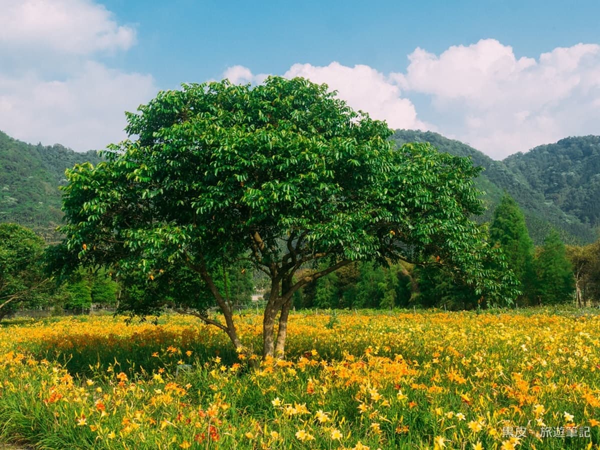 不是在花東!洗版IG萬坪「七彩金針花」祕境,馬卡龍色花海這裡拍 不是在花東!洗版IG萬坪「七彩金針花」祕境,馬卡龍色花海這裡拍