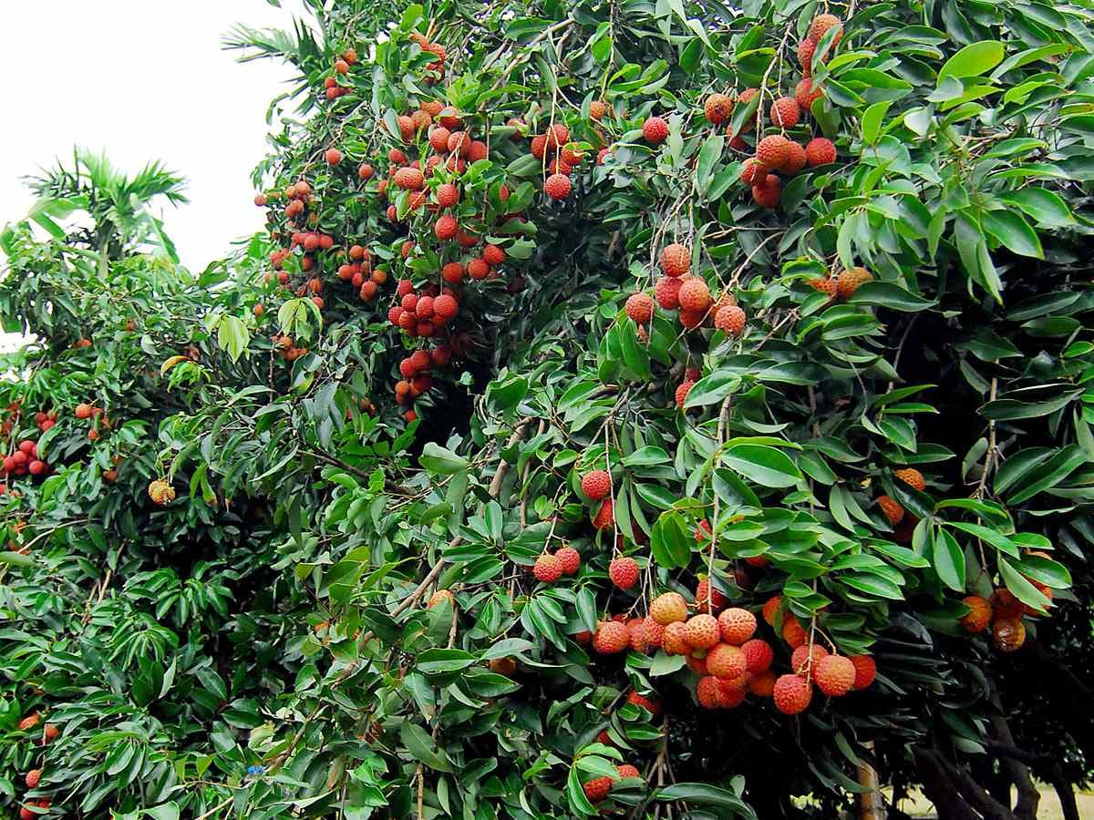 來採荔枝!新竹6果園限時開放採果DIY,100元入園免費吃到飽 來採荔枝!新竹6果園限時開放採果DIY,100元入園免費吃到飽
