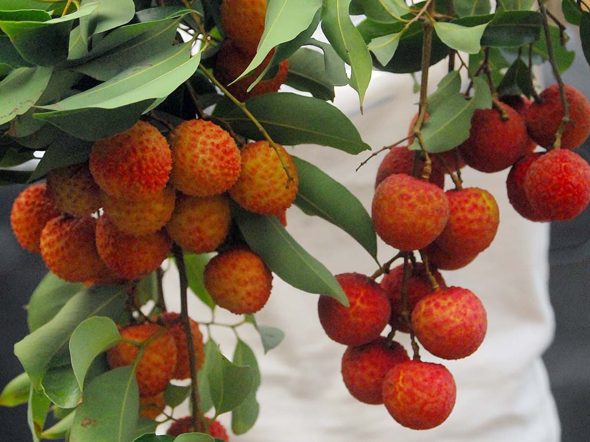 來採荔枝!新竹6果園限時開放採果DIY,100元入園免費吃到飽 來採荔枝!新竹6果園限時開放採果DIY,100元入園免費吃到飽