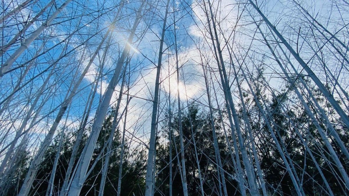 宜蘭新景點!壯圍沙丘最新「迷霧森林」,400根染白孟宗竹打造夢幻地景 宜蘭新景點!壯圍沙丘最新「迷霧森林」,400根染白孟宗竹打造夢幻地景