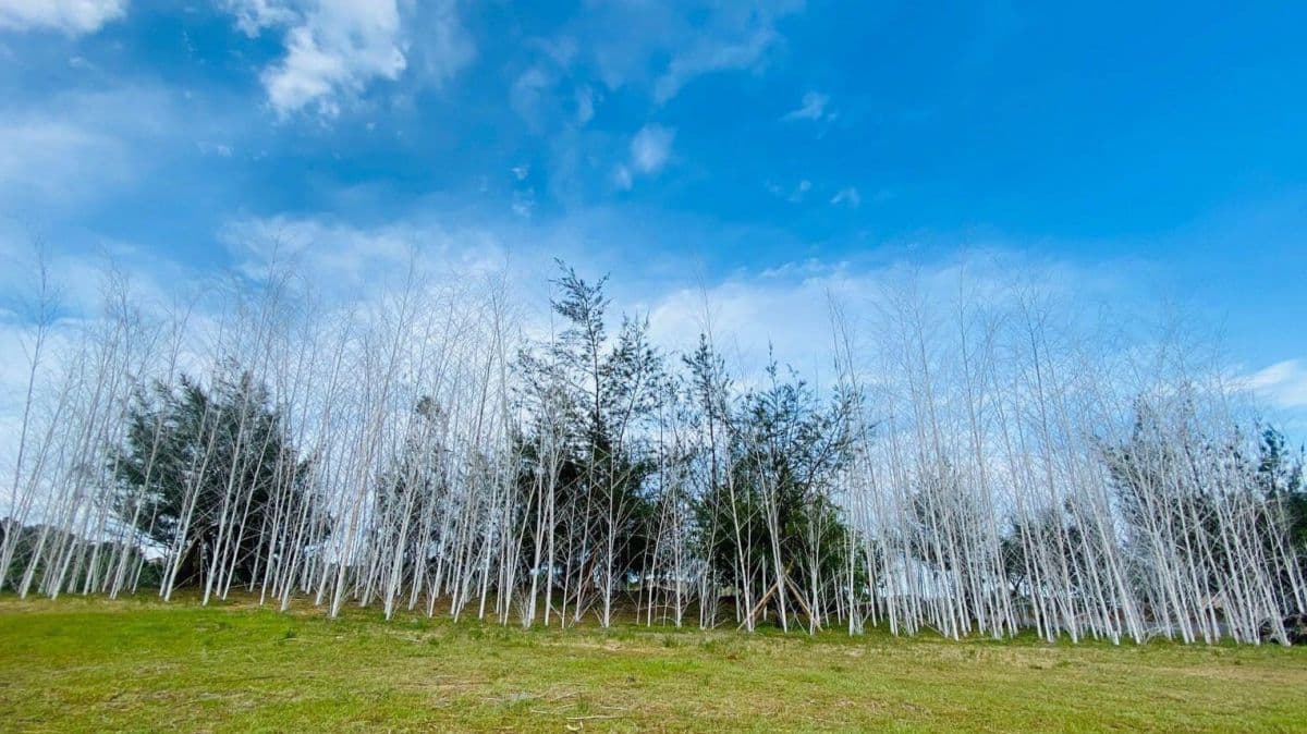 宜蘭新景點!壯圍沙丘最新「迷霧森林」,400根染白孟宗竹打造夢幻地景 宜蘭新景點!壯圍沙丘最新「迷霧森林」,400根染白孟宗竹打造夢幻地景