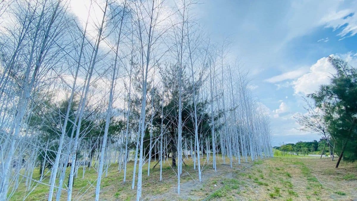 宜蘭新景點!壯圍沙丘最新「迷霧森林」,400根染白孟宗竹打造夢幻地景 宜蘭新景點!壯圍沙丘最新「迷霧森林」,400根染白孟宗竹打造夢幻地景