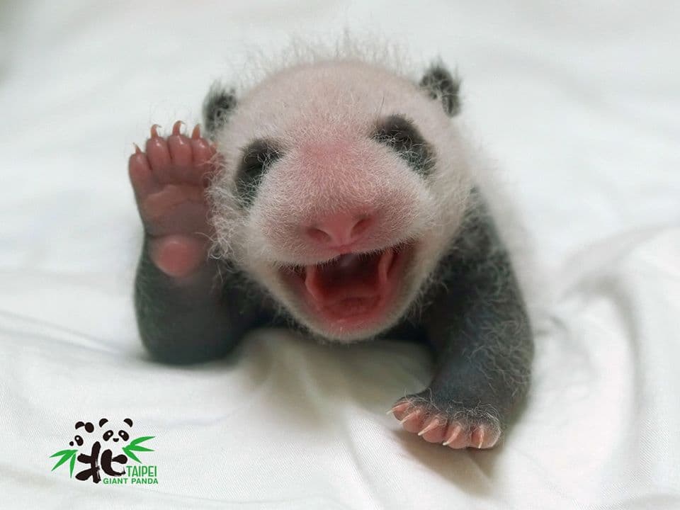 出發看熊貓!台北市動物園「夜間遊園」開放,今年只有這7天可看 出發看熊貓!台北市動物園「夜間遊園」開放,今年只有這7天可看