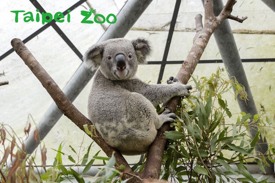 出發看熊貓!台北市動物園「夜間遊園」開放,今年只有這7天可看 出發看熊貓!台北市動物園「夜間遊園」開放,今年只有這7天可看