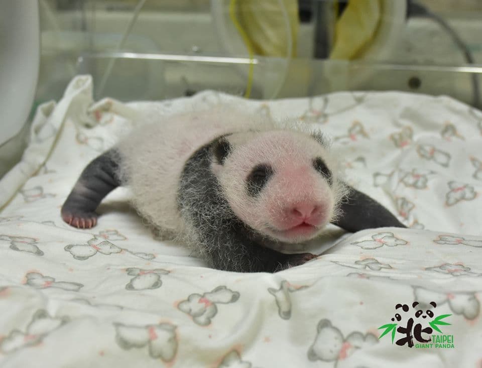 出發看熊貓!台北市動物園「夜間遊園」開放,今年只有這7天可看 出發看熊貓!台北市動物園「夜間遊園」開放,今年只有這7天可看