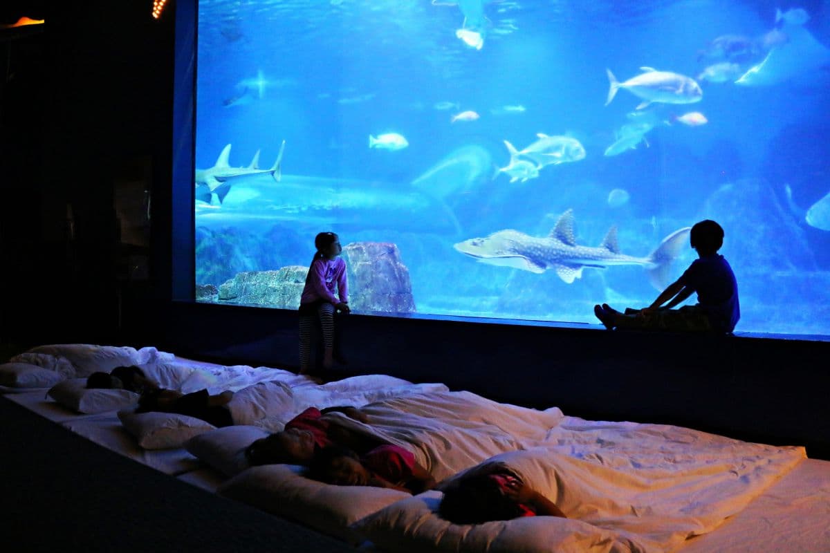 和海獅一起睡!遠雄海洋公園推「夜宿水族館」活動,加碼與海豚親密互動 和海獅一起睡!遠雄海洋公園推「夜宿水族館」活動,加碼與海豚親密互動