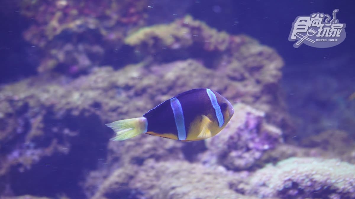 北部最大「XPARK」水族館8/7開幕!13個必看亮點:12公尺巨型水槽、企鵝咖啡廳 北部最大「XPARK」水族館8/7開幕!13個必看亮點:12公尺巨型水槽、企鵝咖啡廳
