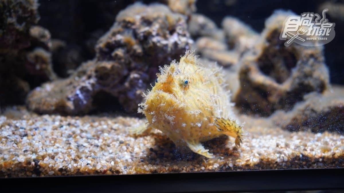 北部最大「XPARK」水族館8/7開幕!13個必看亮點:12公尺巨型水槽、企鵝咖啡廳 北部最大「XPARK」水族館8/7開幕!13個必看亮點:12公尺巨型水槽、企鵝咖啡廳