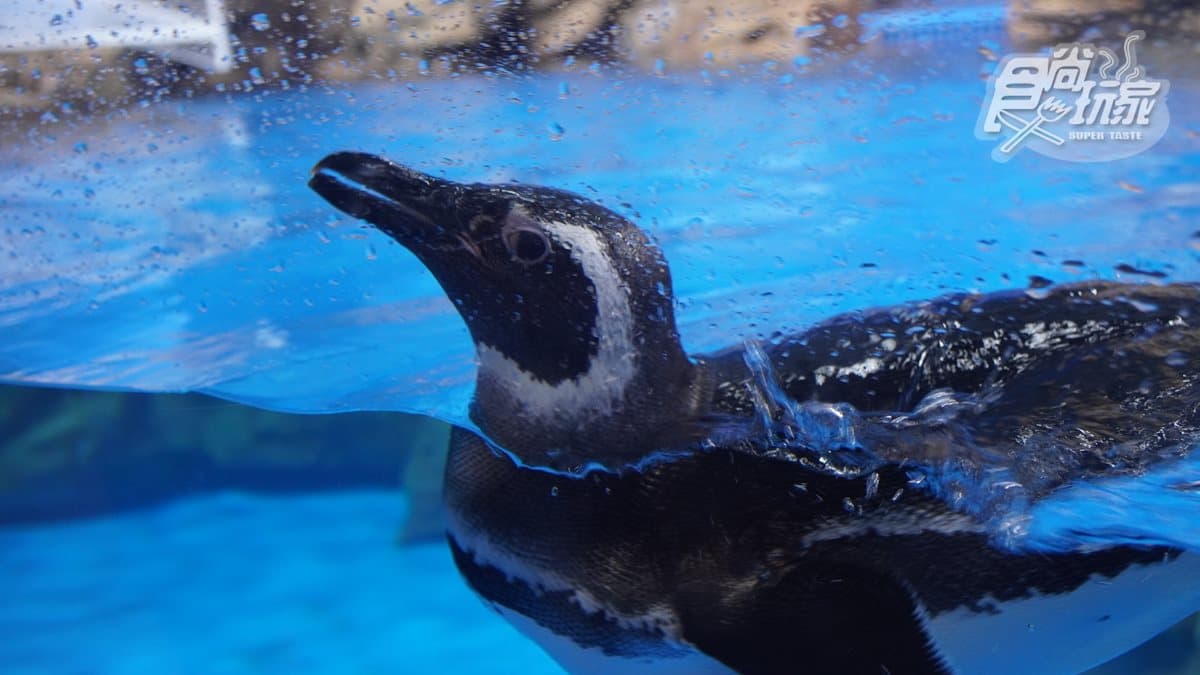 北部最大「XPARK」水族館8/7開幕!13個必看亮點:12公尺巨型水槽、企鵝咖啡廳 北部最大「XPARK」水族館8/7開幕!13個必看亮點:12公尺巨型水槽、企鵝咖啡廳