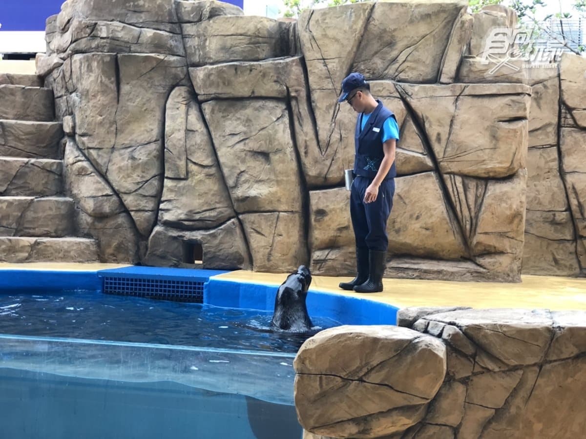 北部最大「XPARK」水族館8/7開幕!13個必看亮點:12公尺巨型水槽、企鵝咖啡廳 北部最大「XPARK」水族館8/7開幕!13個必看亮點:12公尺巨型水槽、企鵝咖啡廳