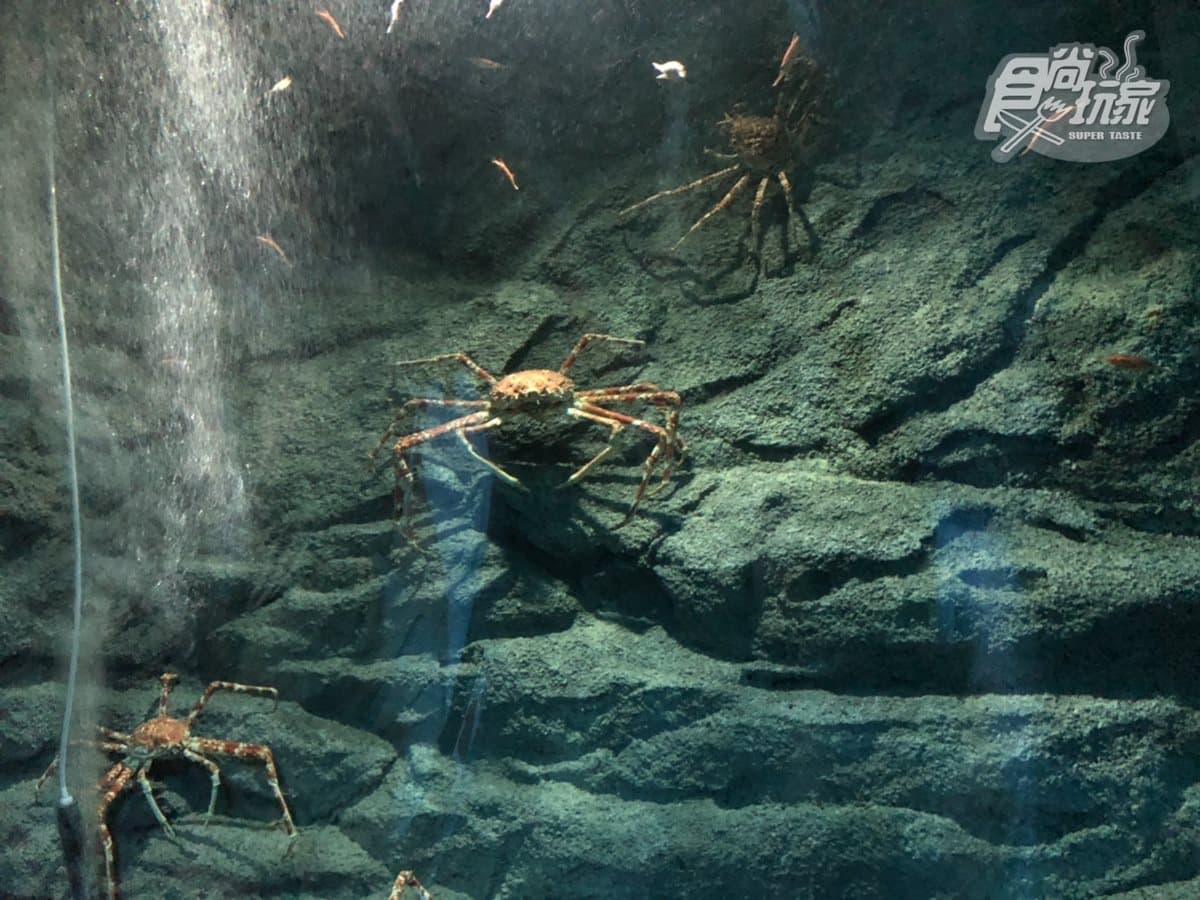 北部最大「XPARK」水族館8/7開幕!13個必看亮點:12公尺巨型水槽、企鵝咖啡廳 北部最大「XPARK」水族館8/7開幕!13個必看亮點:12公尺巨型水槽、企鵝咖啡廳