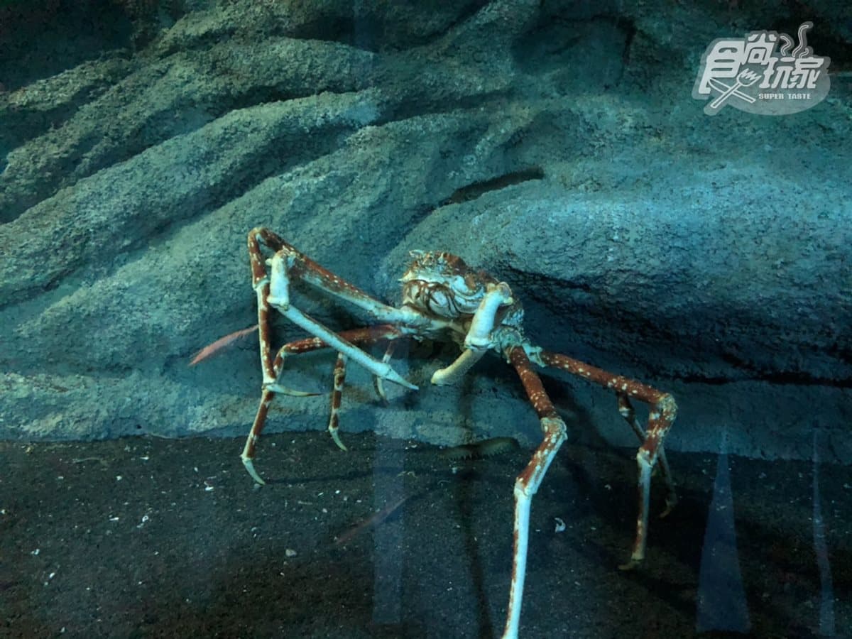 北部最大「XPARK」水族館8/7開幕!13個必看亮點:12公尺巨型水槽、企鵝咖啡廳 北部最大「XPARK」水族館8/7開幕!13個必看亮點:12公尺巨型水槽、企鵝咖啡廳