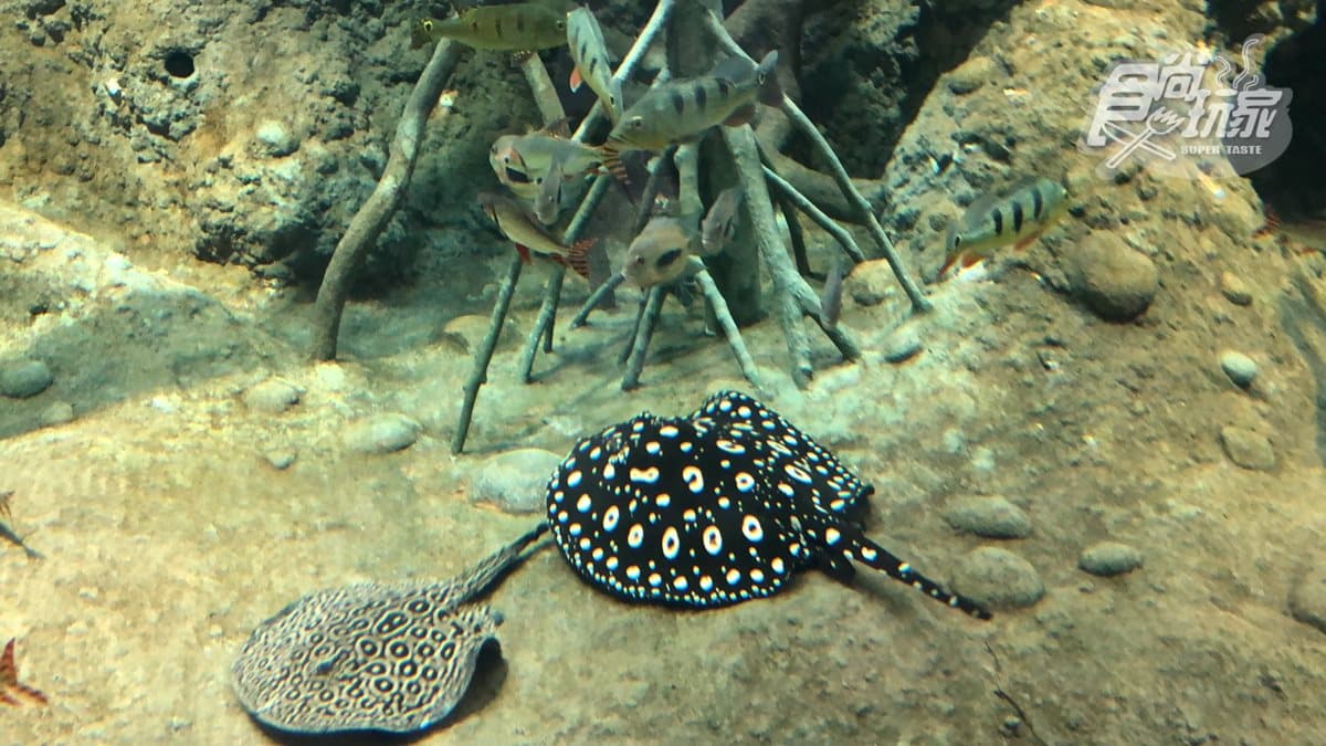 北部最大「XPARK」水族館8/7開幕!13個必看亮點:12公尺巨型水槽、企鵝咖啡廳 北部最大「XPARK」水族館8/7開幕!13個必看亮點:12公尺巨型水槽、企鵝咖啡廳