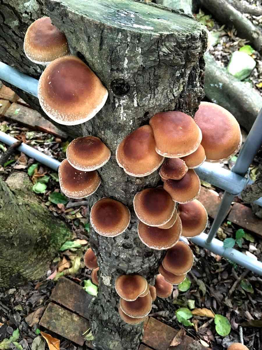 玩「台版冰島藍湖」門票半價!國慶連假全台13個森林遊樂區入園5折,免開車玩翠峰湖、東眼山 玩「台版冰島藍湖」門票半價!國慶連假全台13個森林遊樂區入園5折,免開車玩翠峰湖、東眼山