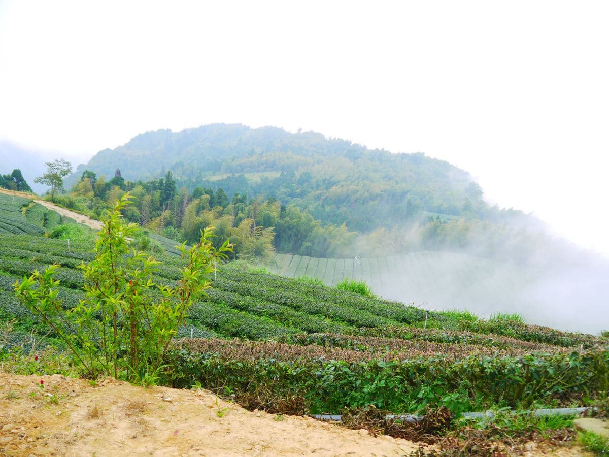 雲林祕境1日遊!天空之城看雲海、美拍台版嵐山,還能順路喝世界冠軍咖啡 雲林祕境1日遊!天空之城看雲海、美拍台版嵐山,還能順路喝世界冠軍咖啡