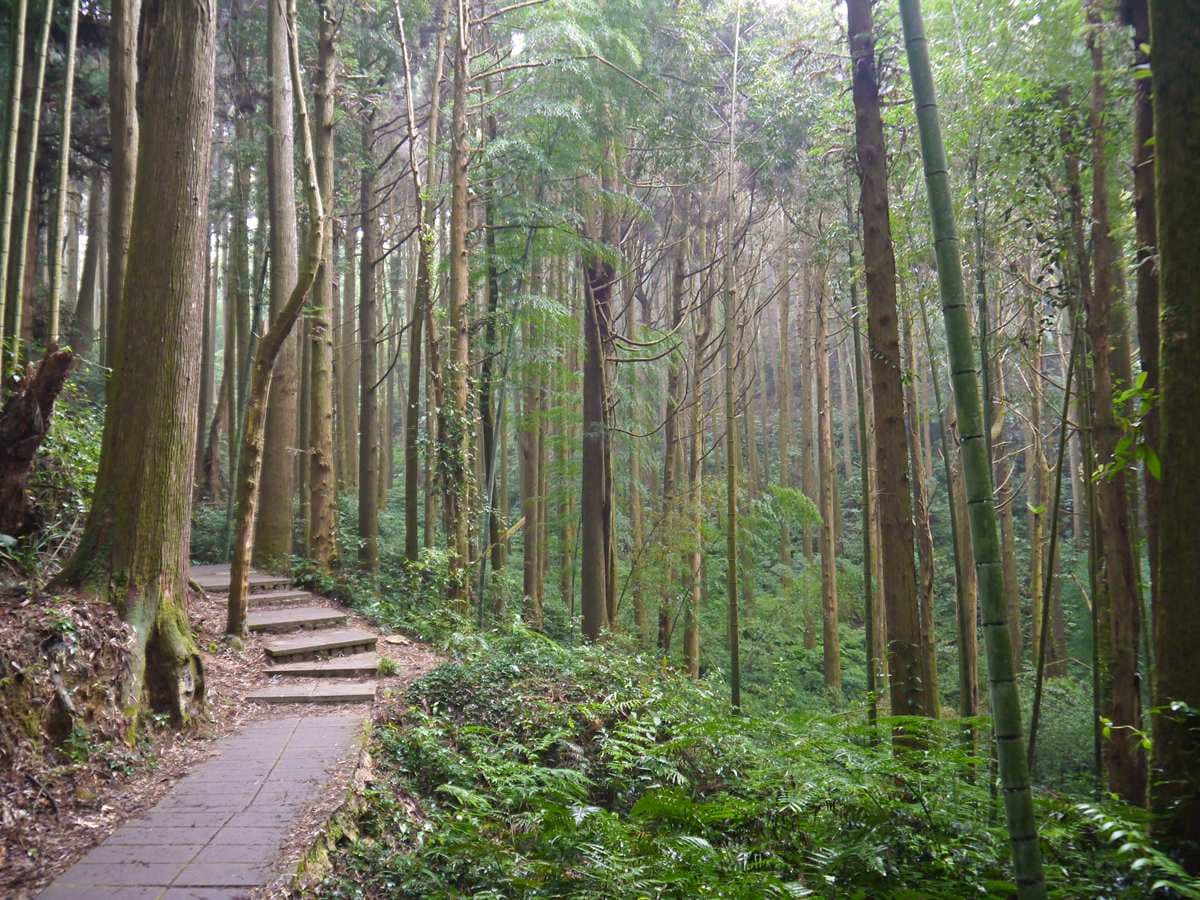 雲林祕境1日遊!天空之城看雲海、美拍台版嵐山,還能順路喝世界冠軍咖啡 雲林祕境1日遊!天空之城看雲海、美拍台版嵐山,還能順路喝世界冠軍咖啡