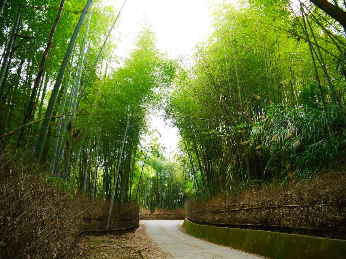 雲林祕境1日遊!天空之城看雲海、美拍台版嵐山,還能順路喝世界冠軍咖啡 雲林祕境1日遊!天空之城看雲海、美拍台版嵐山,還能順路喝世界冠軍咖啡