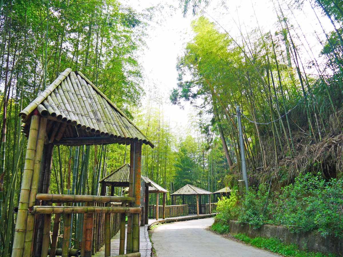 雲林祕境1日遊!天空之城看雲海、美拍台版嵐山,還能順路喝世界冠軍咖啡 雲林祕境1日遊!天空之城看雲海、美拍台版嵐山,還能順路喝世界冠軍咖啡
