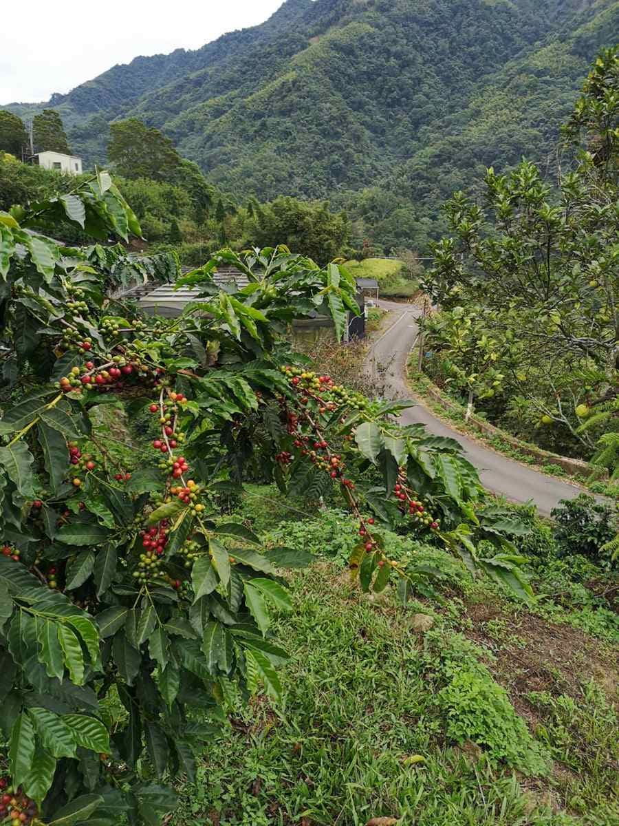 雲林祕境1日遊!天空之城看雲海、美拍台版嵐山,還能順路喝世界冠軍咖啡 雲林祕境1日遊!天空之城看雲海、美拍台版嵐山,還能順路喝世界冠軍咖啡