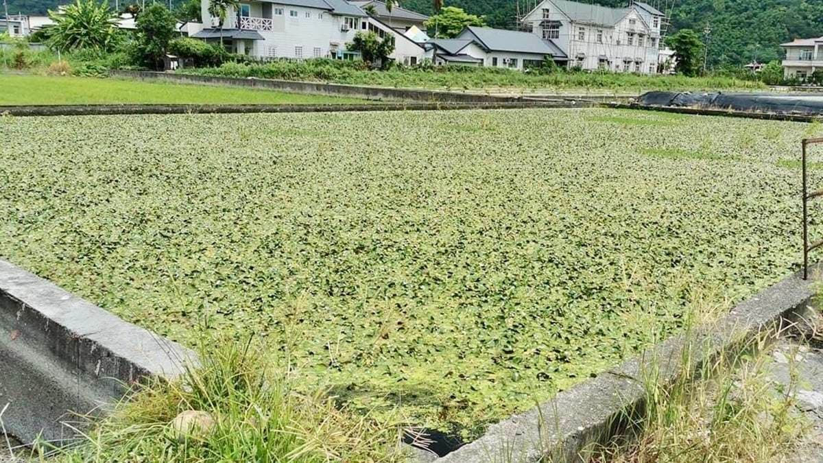 比採草莓更好玩!高雄「採野蓮」超適合親子同樂,鮮脆水蓮還能免費帶回家 比採草莓更好玩!高雄「採野蓮」超適合親子同樂,鮮脆水蓮還能免費帶回家