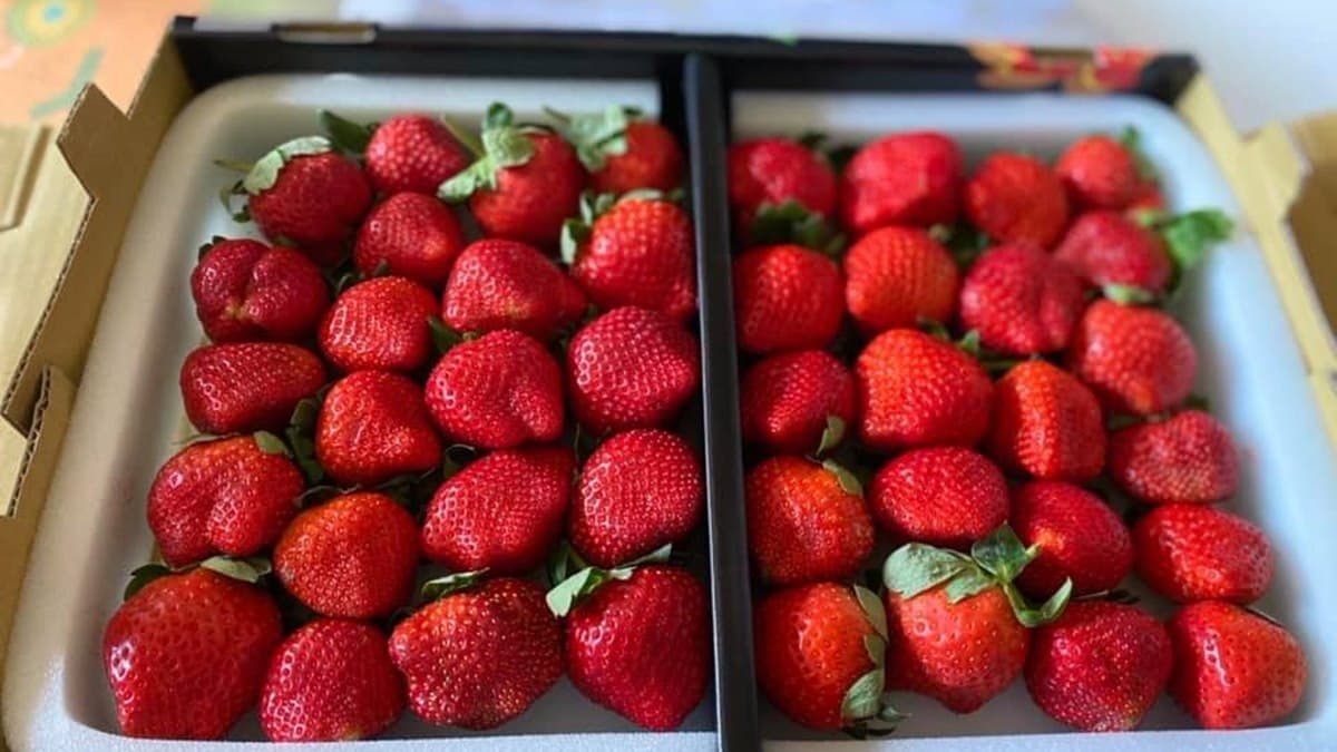 先別管黑色購物節!好市多鮮紅「大湖草莓」上架,網稱:「終於來了」 先別管黑色購物節!好市多鮮紅「大湖草莓」上架,網稱:「終於來了」