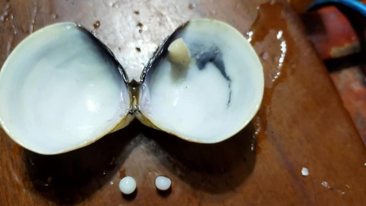 好市多蛤蜊驚見「珍珠」?!女嗨翻PO網,網揭真相竟是這個 好市多蛤蜊驚見「珍珠」?!女嗨翻PO網,網揭真相竟是這個