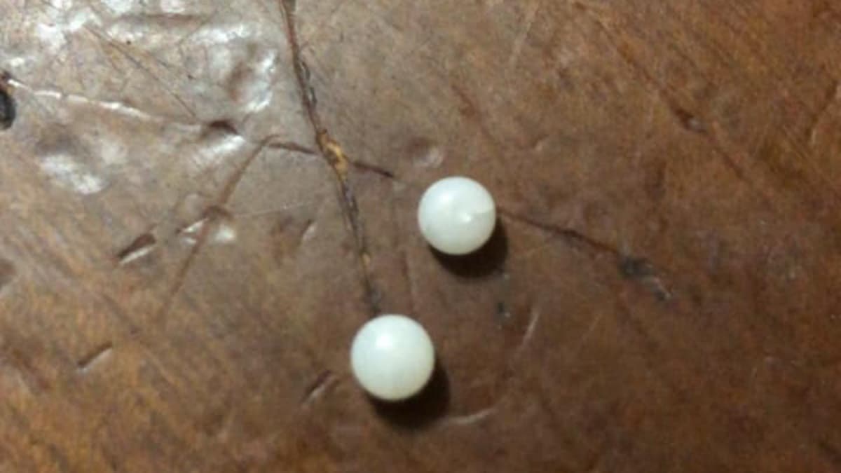 好市多蛤蜊驚見「珍珠」?!女嗨翻PO網,網揭真相竟是這個 好市多蛤蜊驚見「珍珠」?!女嗨翻PO網,網揭真相竟是這個