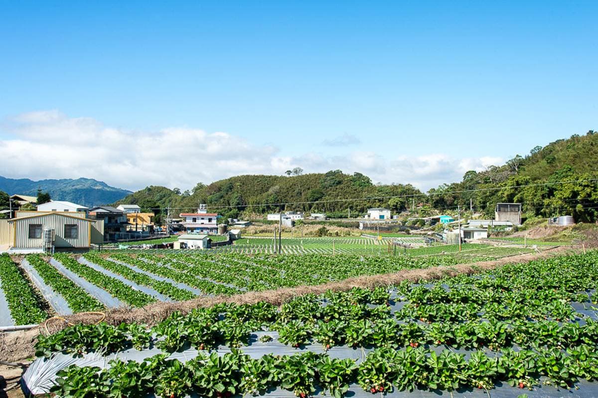 現採最新鮮!全台14處採草莓熱點+順遊:香甜「美姬」、3倍巨無霸、荷蘭魔力紅 現採最新鮮!全台14處採草莓熱點+順遊:香甜「美姬」、3倍巨無霸、荷蘭魔力紅